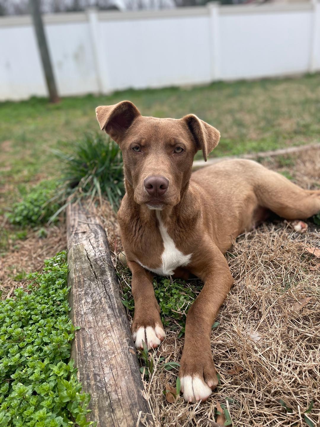 Hershey, a Adoptable mixed breed in Lancaster, SC image 2/6