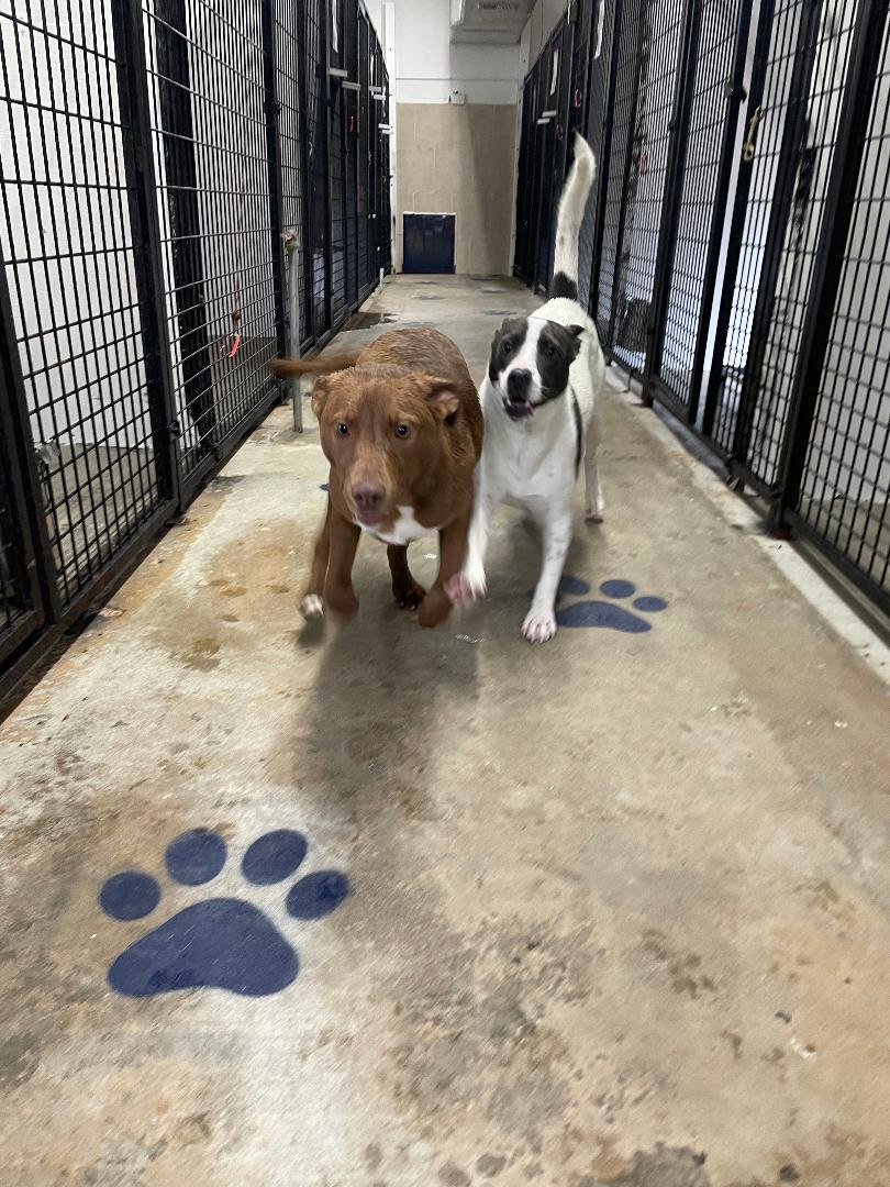 Hershey, a Adoptable mixed breed in Lancaster, SC image 5/6