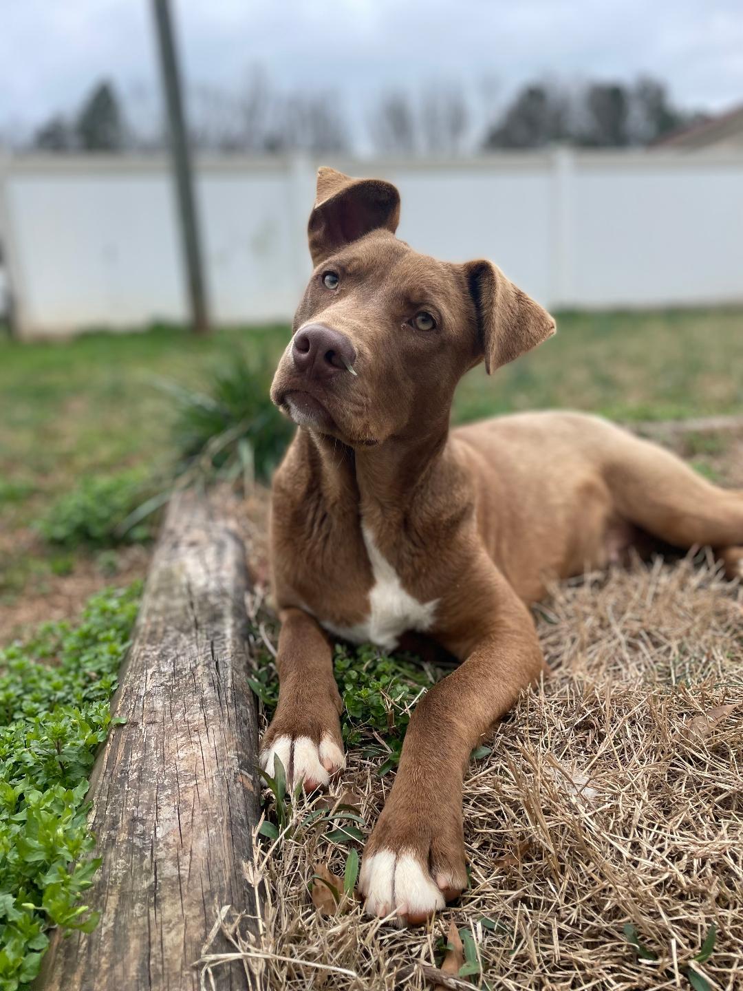 Hershey, a Adoptable mixed breed in Lancaster, SC image 4/6