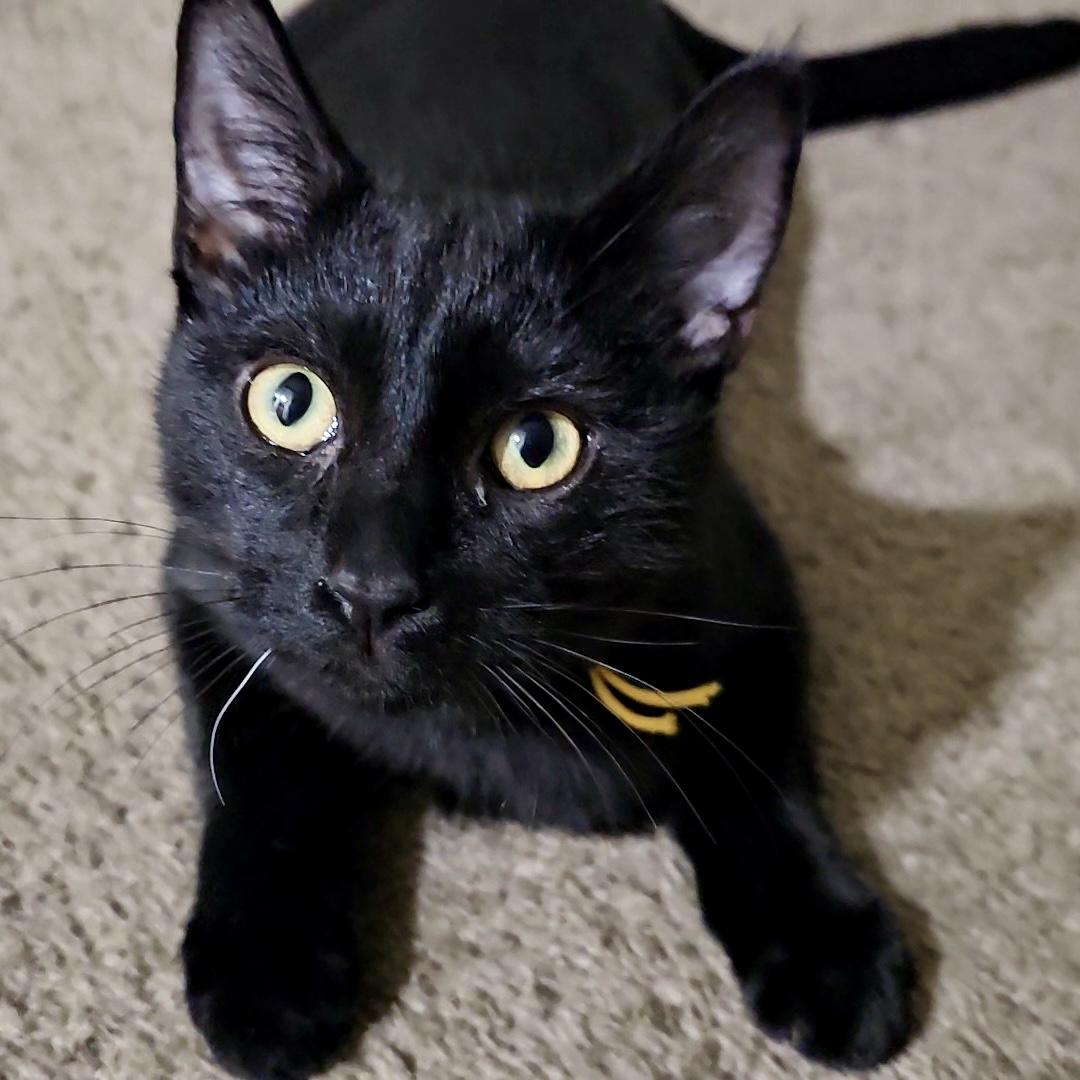 Quincy, adopted, Kitten Male Domestic Short Hair.