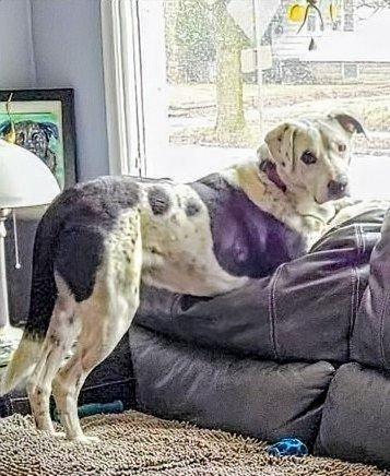 Enlarge Zed $250, a Adoptable mixed breed in Milwaukee, WI image 1/5