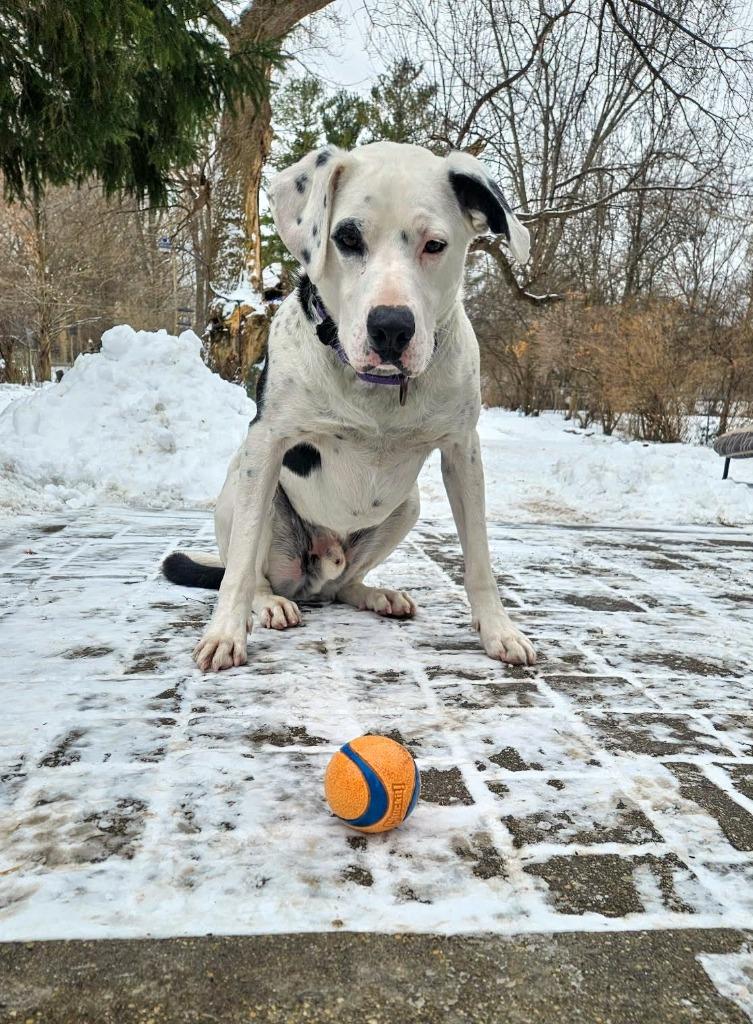 Enlarge Zed $250, a Adoptable mixed breed in Milwaukee, WI image 1/5