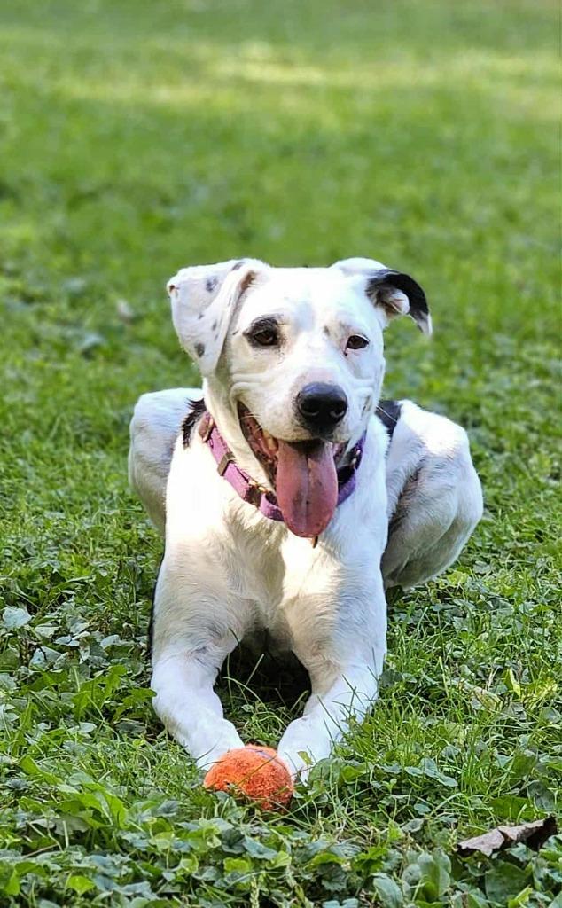 Zed $350, Adoptable, Adult Male Dalmatian & Labrador Retriever.