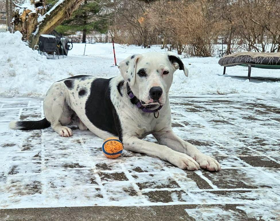 Enlarge Zed $250, a Adoptable mixed breed in Milwaukee, WI image 2/5