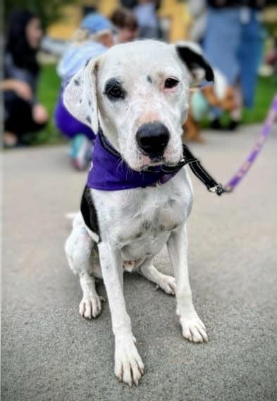 Enlarge Zed $350, a Adoptable mixed breed in Milwaukee, WI image 2/5