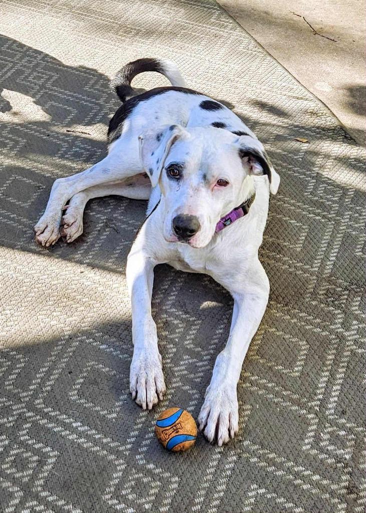 Enlarge Zed $350, a Adoptable mixed breed in Milwaukee, WI image 3/5