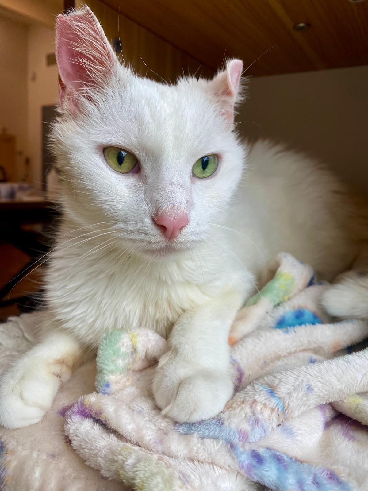 Falkor, ADOPTABLE, Adult Male Domestic Medium Hair.