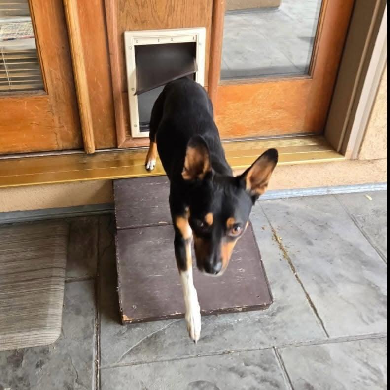Ziggy, a ADOPTABLE mixed breed in Boulder, CO image 6/6