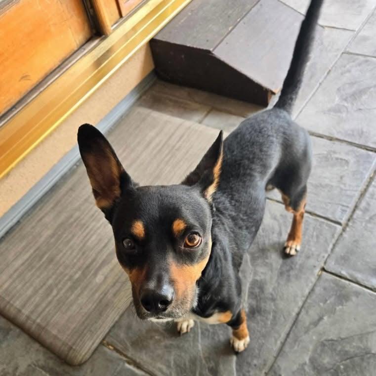 Ziggy, ADOPTABLE, Adult Male Chihuahua & Cattle Dog.