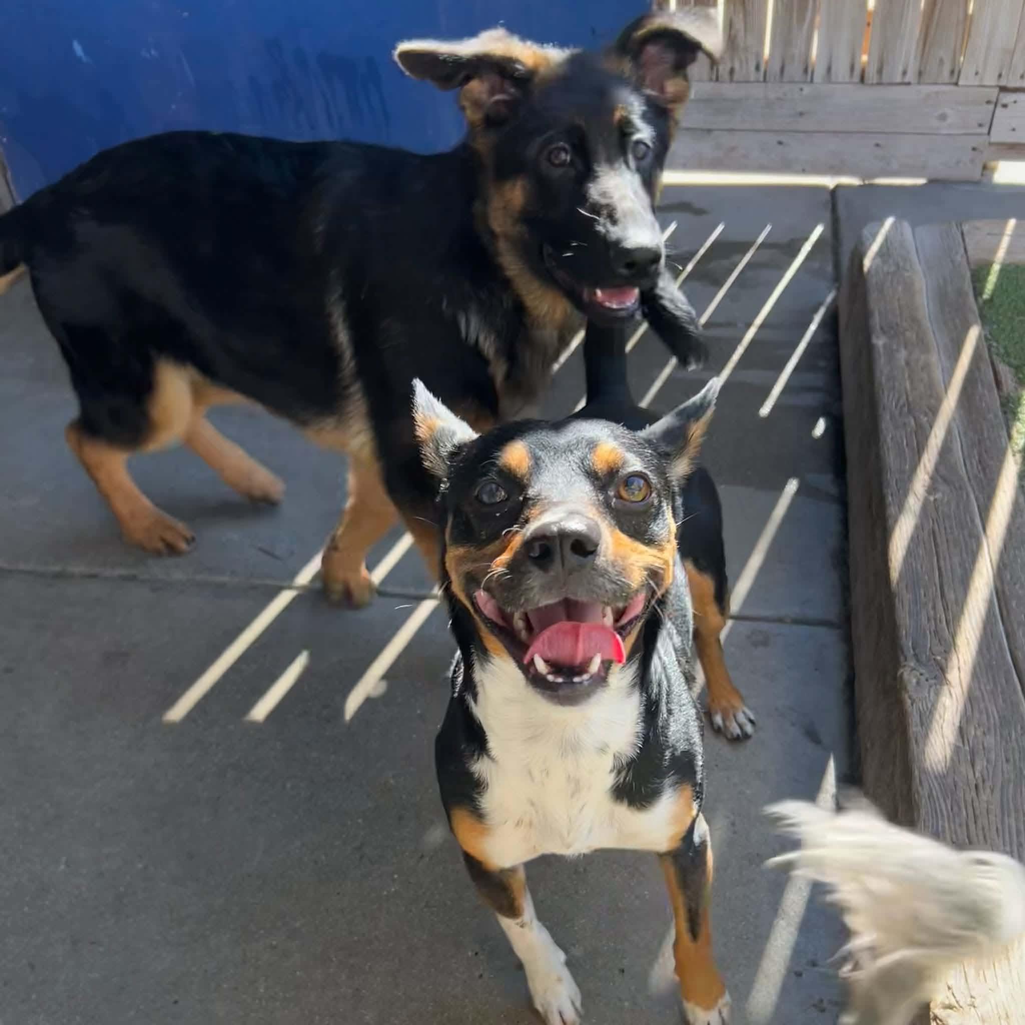 Ziggy, a ADOPTABLE mixed breed in Boulder, CO image 2/6