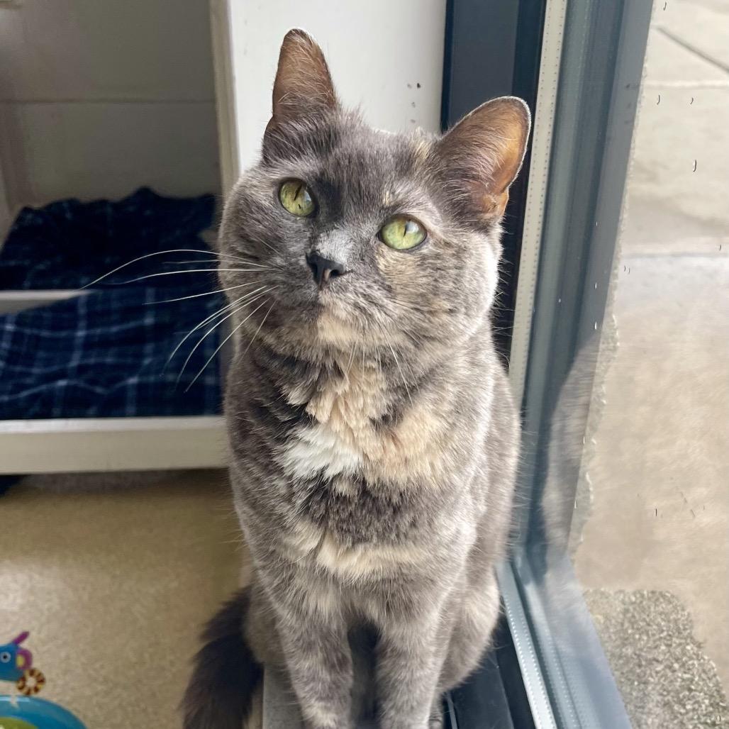 Strawberry Shortcake, Adoptable, Adult Female American Shorthair.