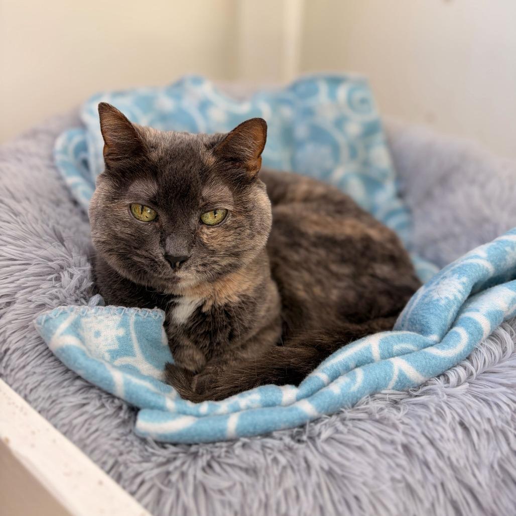 Strawberry Shortcake, Adoptable, Adult Female American Shorthair.