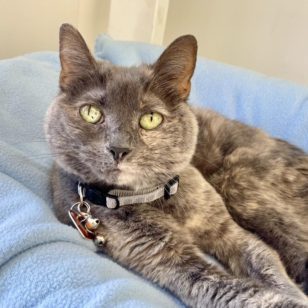 Enlarge Strawberry Shortcake, a Adoptable American Shorthair in Deerfield, IL image 2/6