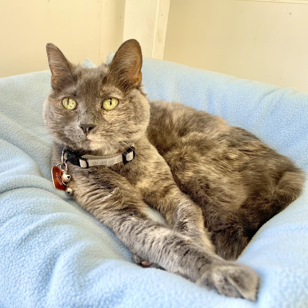 Strawberry Shortcake — thumbnail 3