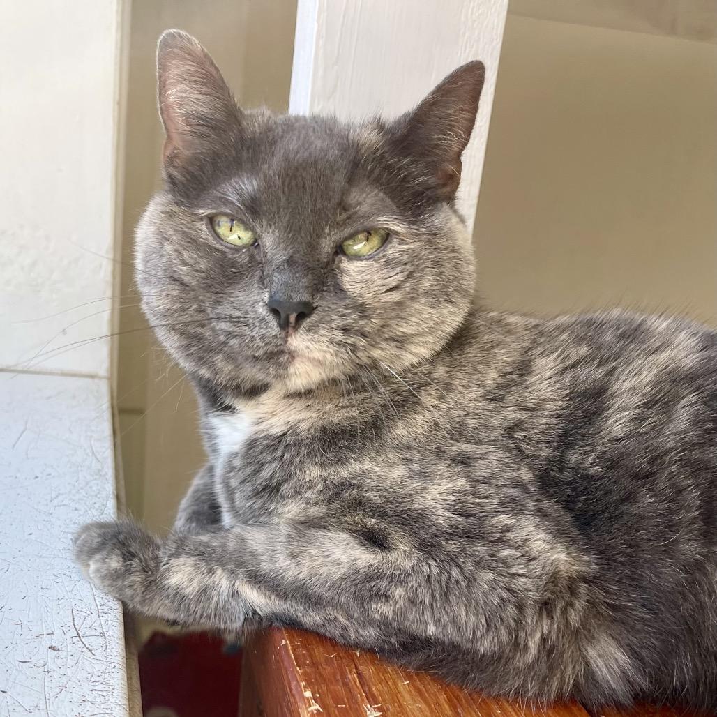 Enlarge Strawberry Shortcake, a Adoptable American Shorthair in Deerfield, IL image 3/6