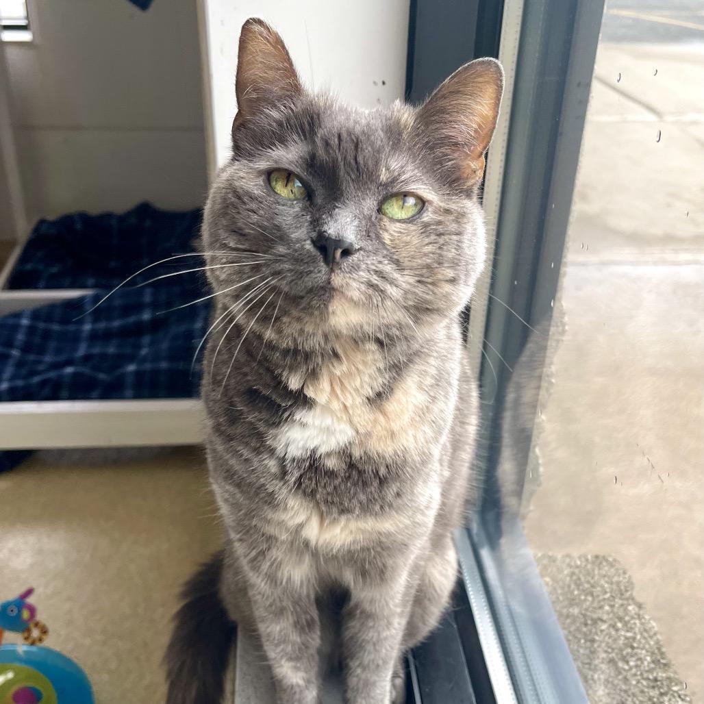 Enlarge Strawberry Shortcake, a Adoptable American Shorthair in Deerfield, IL image 4/6