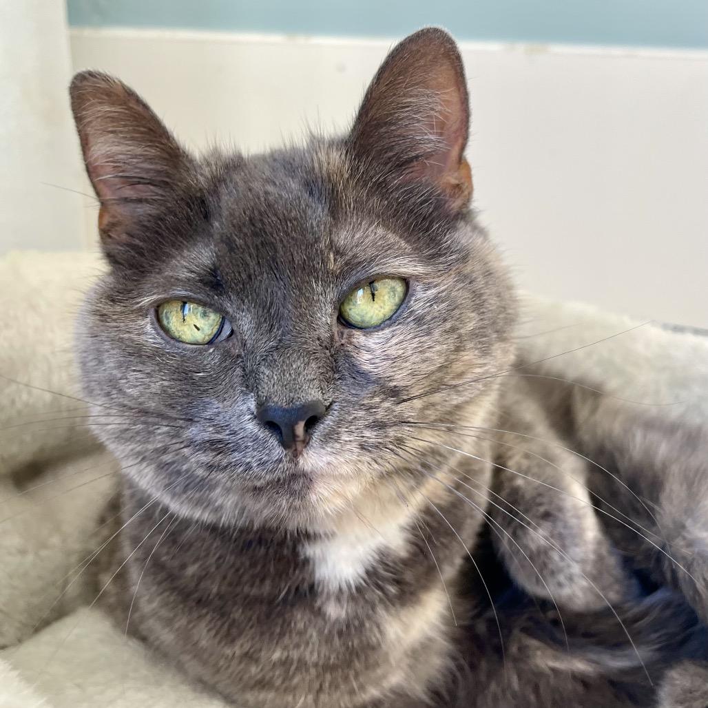 Enlarge Strawberry Shortcake, a Adoptable American Shorthair in Deerfield, IL image 5/6