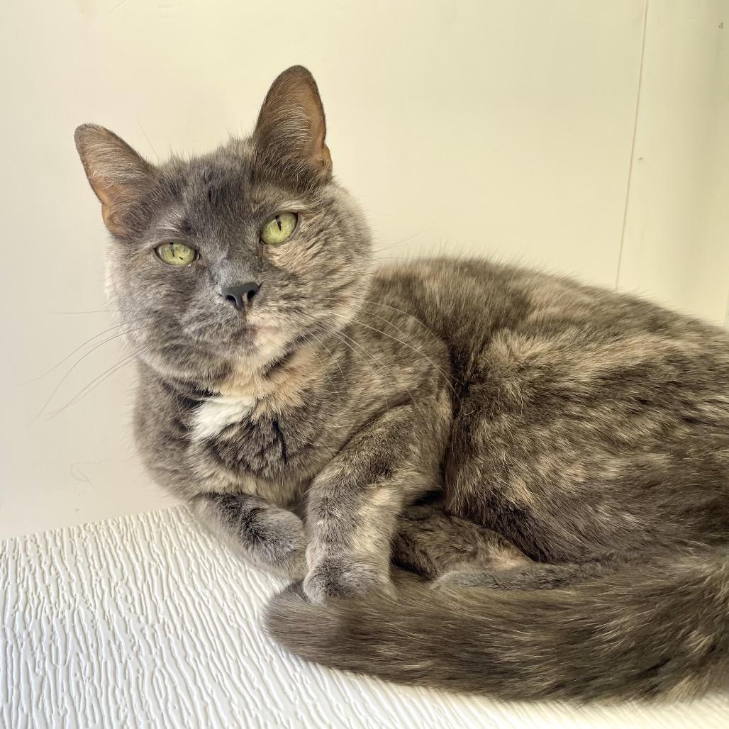 Enlarge Strawberry Shortcake, a Adoptable American Shorthair in Deerfield, IL image 6/6