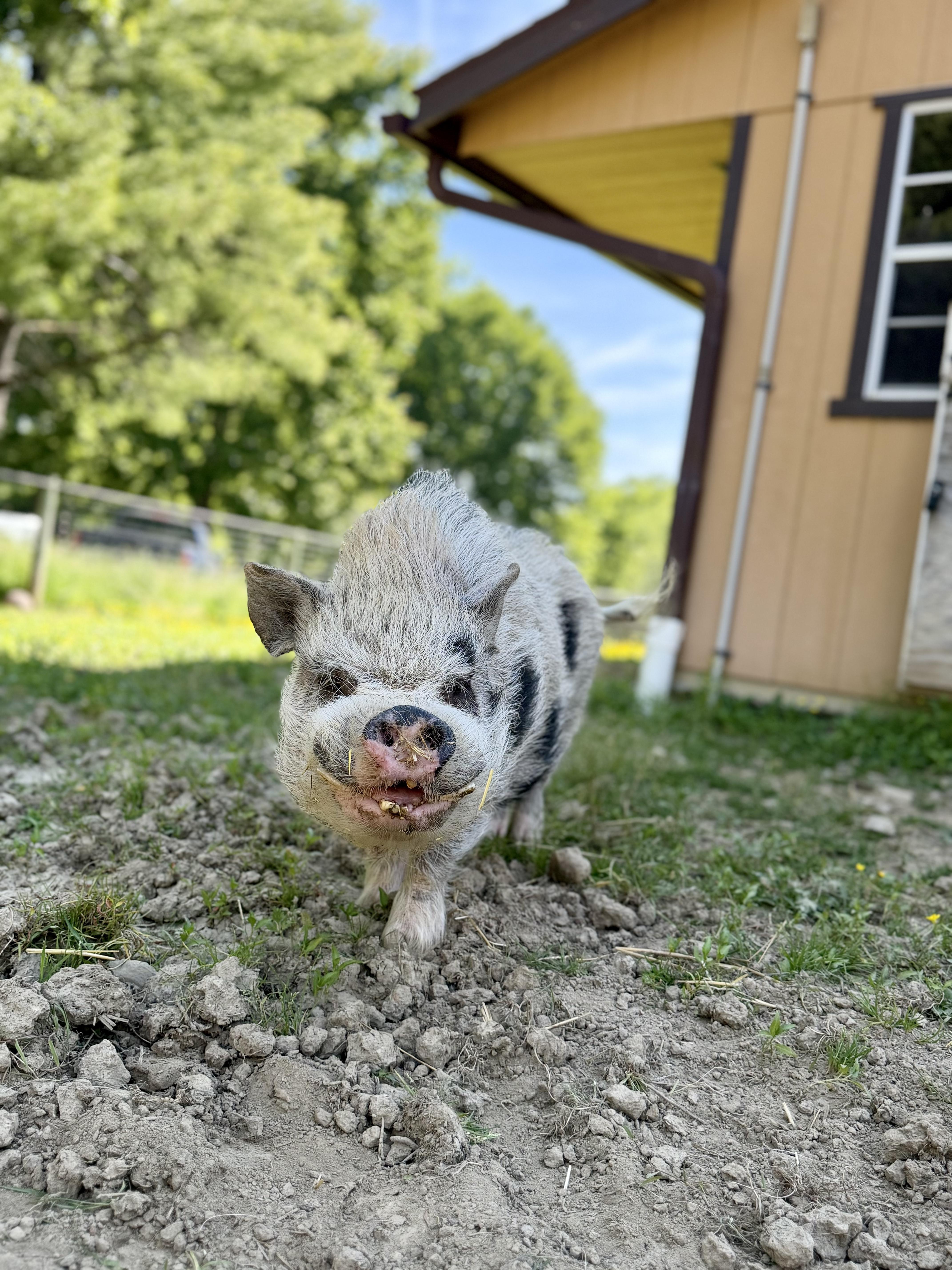 PJ, ADOPTABLE, Senior Male Pot Bellied.