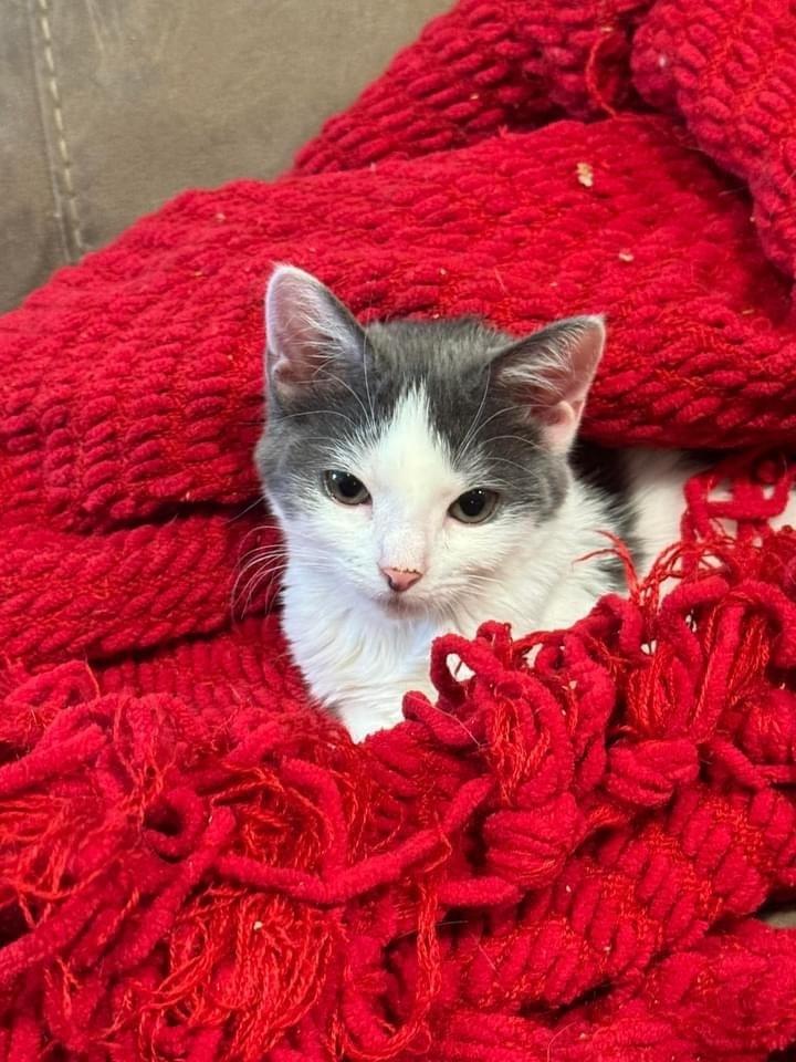 Sandy, Adoptable, Kitten Female American Shorthair.