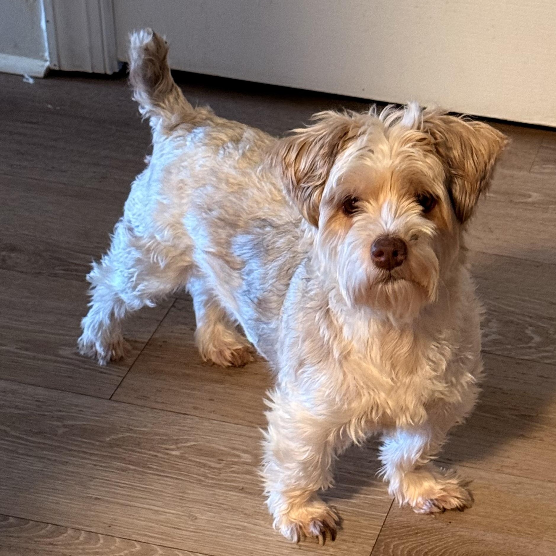 Bernie, Adoptable, Young Male Terrier.