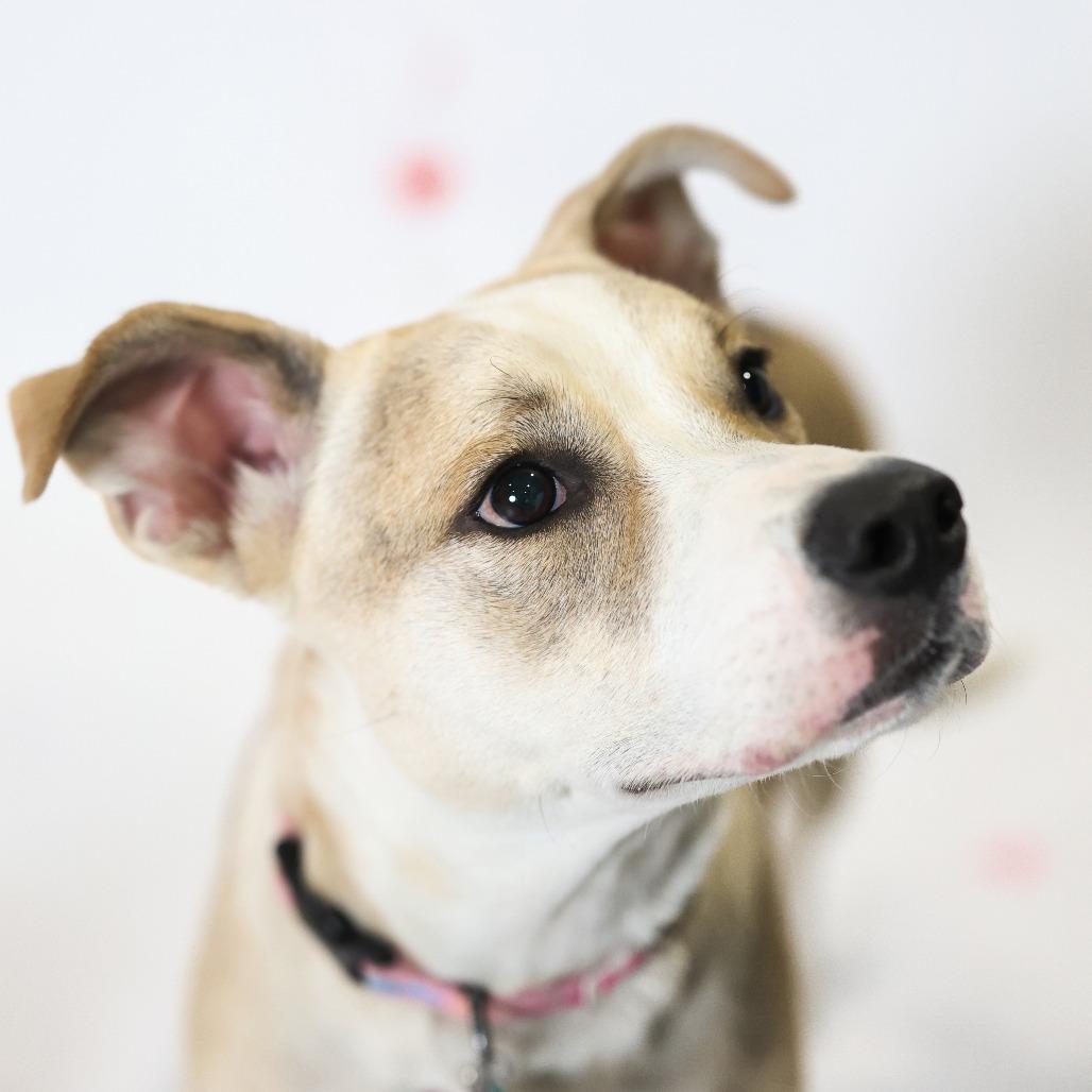 Tito, Adoptable, Young Female Mixed Breed & None.
