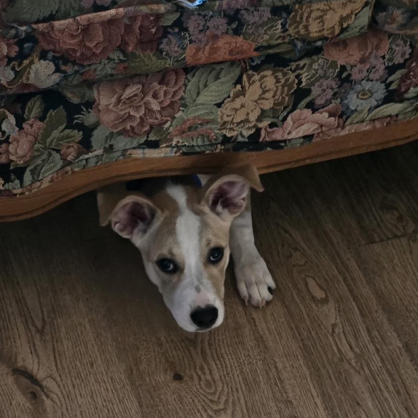 Enlarge Tito, a Adoptable Mixed Breed in Sioux Falls, SD image 1/6