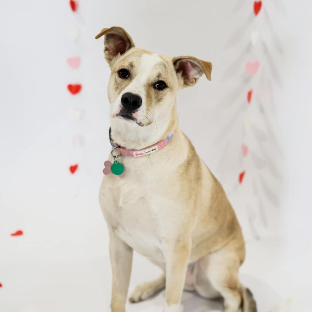 Tito, a Adoptable Mixed Breed in Sioux Falls, SD image 2/6