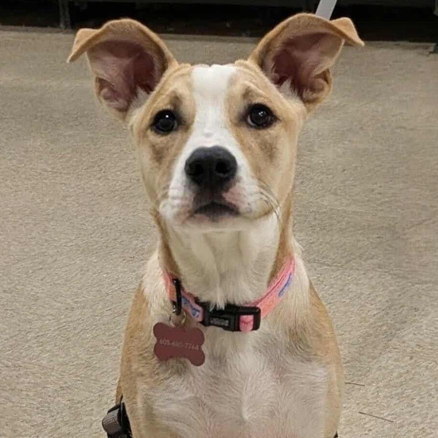 Enlarge Tito, a Adoptable Mixed Breed in Sioux Falls, SD image 2/6