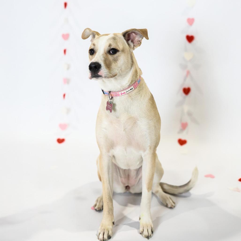 Tito, a Adoptable Mixed Breed in Sioux Falls, SD image 3/6