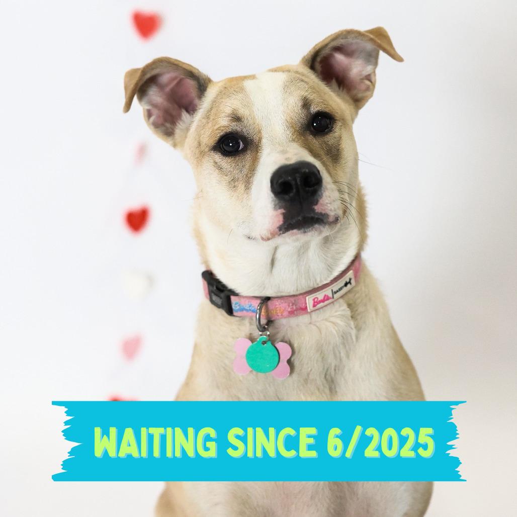 Tito, Adoptable, Young Female Mixed Breed & None.