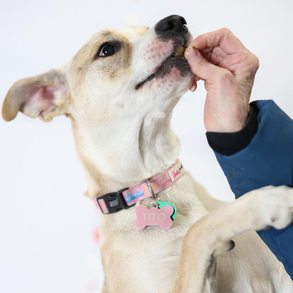 Tito, a Adoptable Mixed Breed in Sioux Falls, SD image 5/6