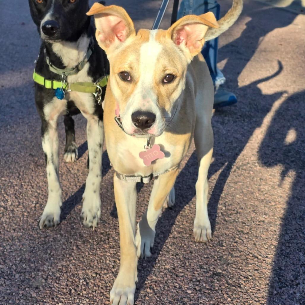 Enlarge Tito, a Adoptable Mixed Breed in Sioux Falls, SD image 3/6