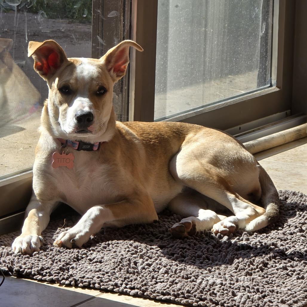 Enlarge Tito, a Adoptable Mixed Breed in Sioux Falls, SD image 4/6