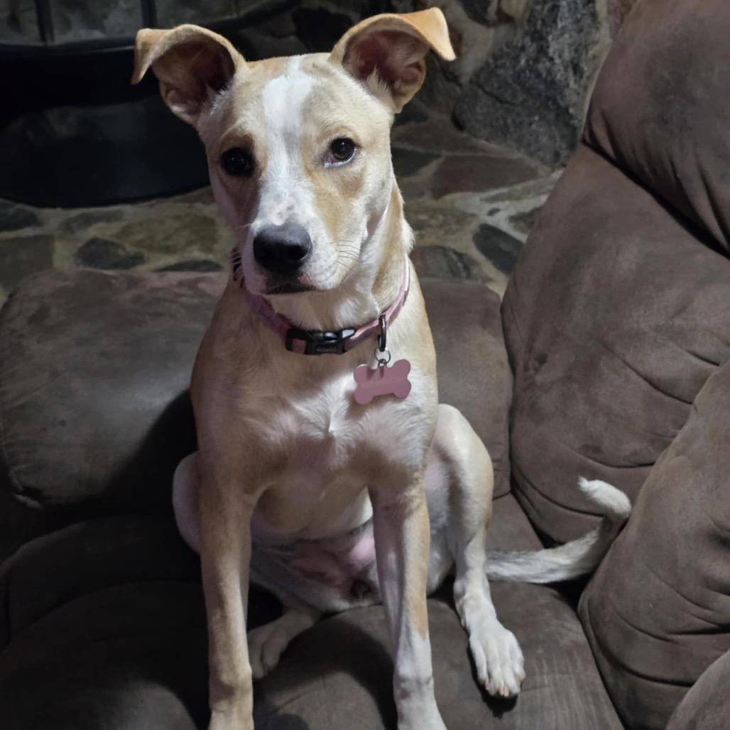 Enlarge Tito, a Adoptable Mixed Breed in Sioux Falls, SD image 6/6