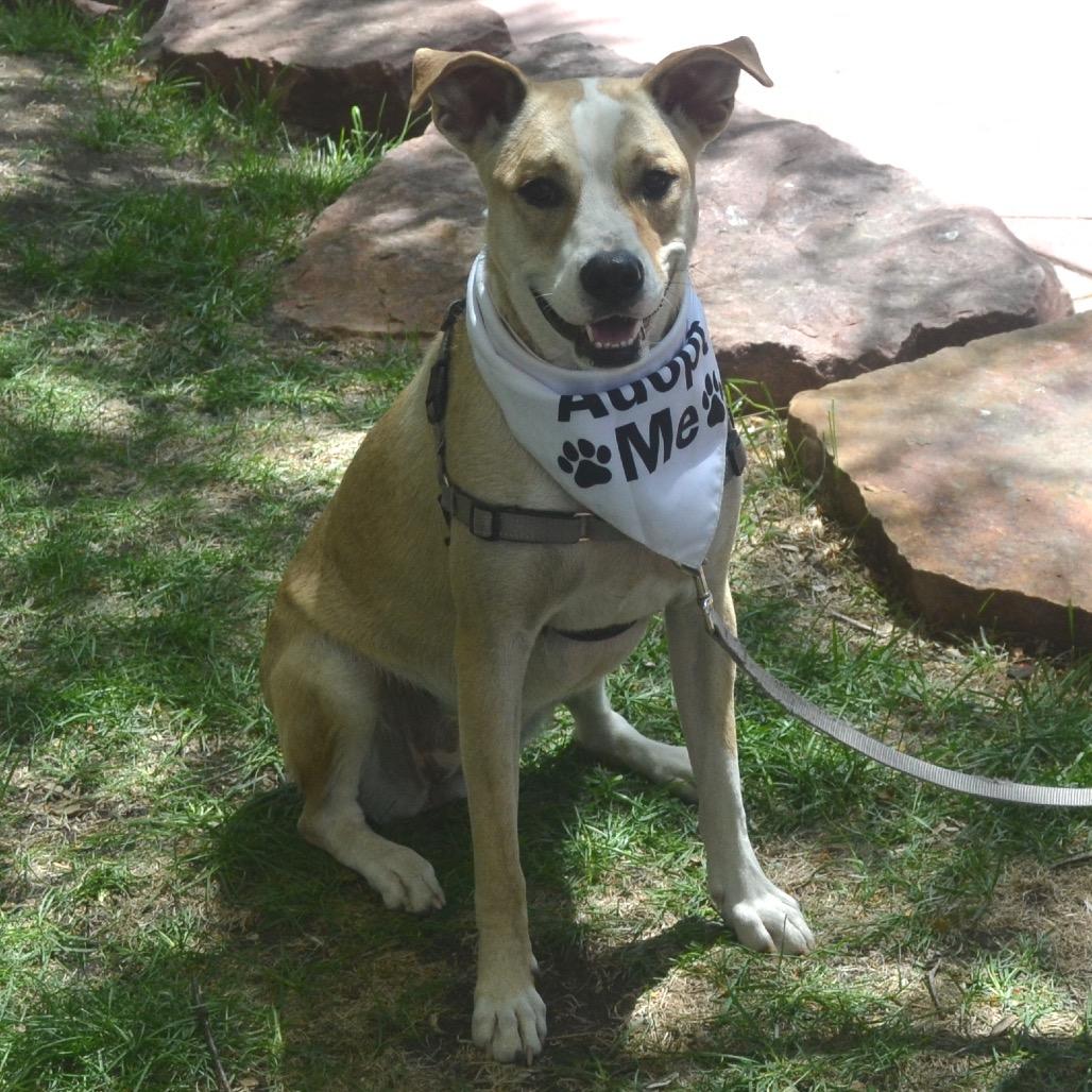 Enlarge Tito, a Adoptable Mixed Breed in Sioux Falls, SD image 6/6