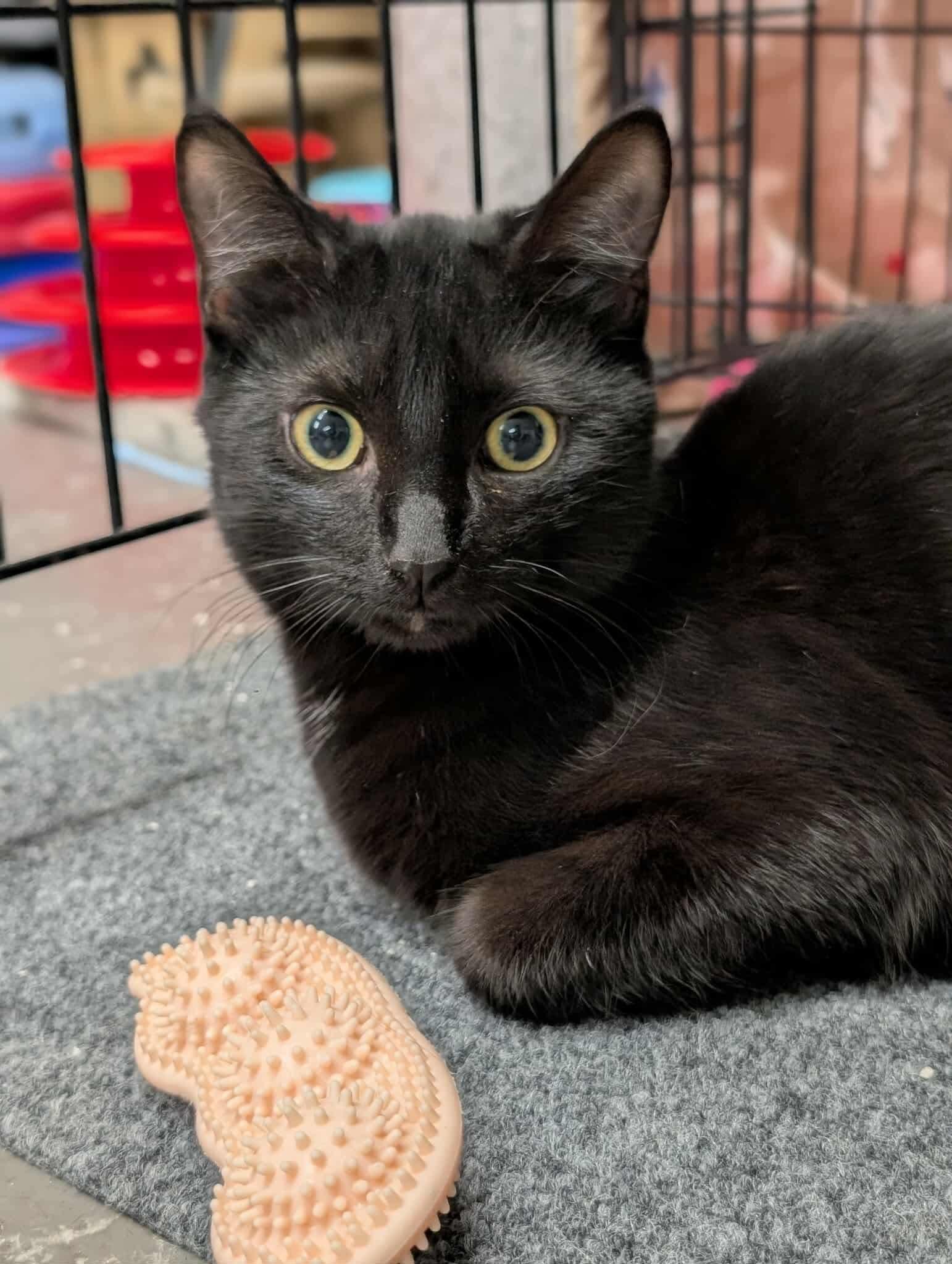 Bennett, a Adoptable Domestic Short Hair in Hartville, OH image 1/2