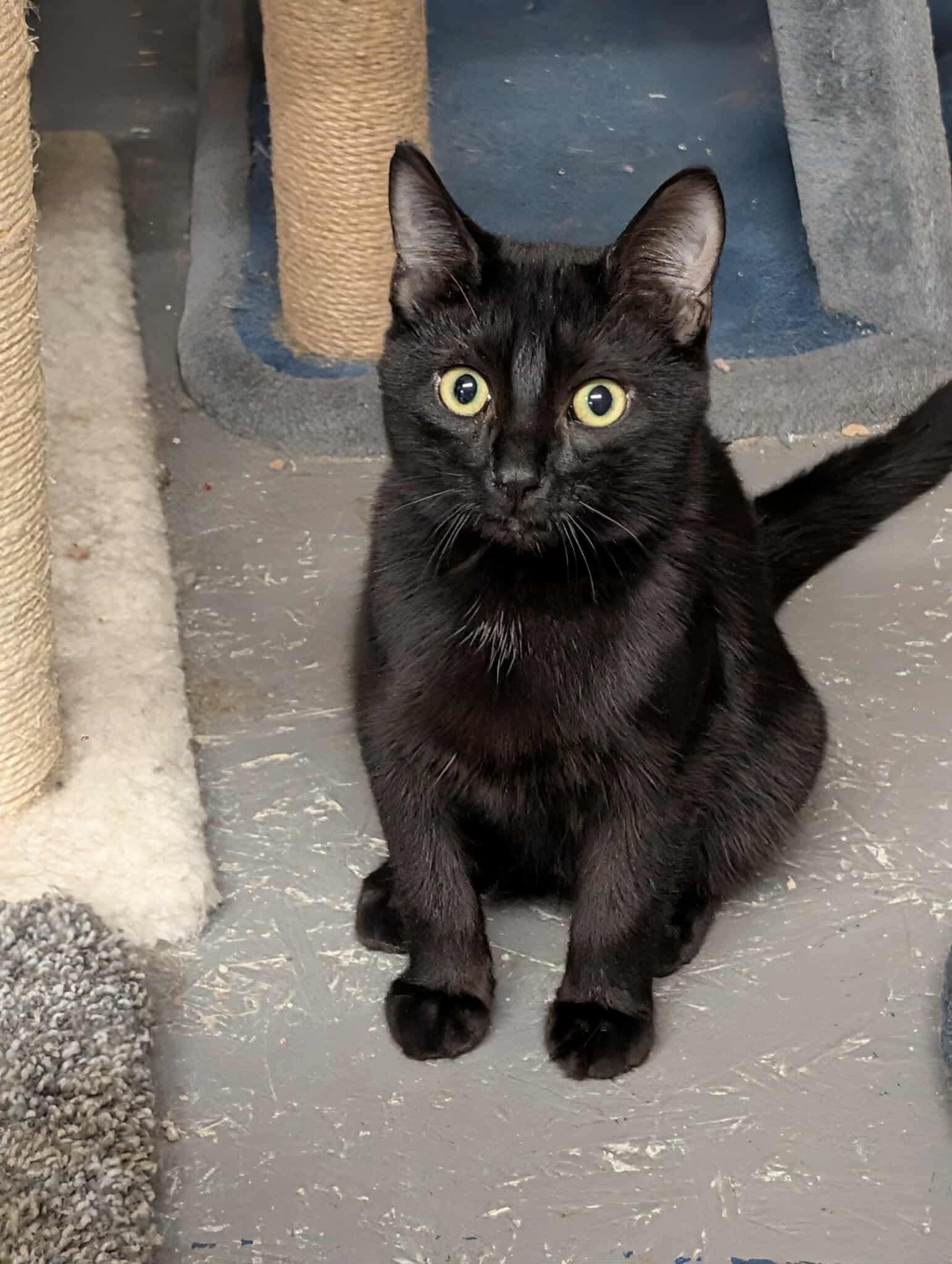 Bennett, a Adoptable Domestic Short Hair in Hartville, OH image 2/2