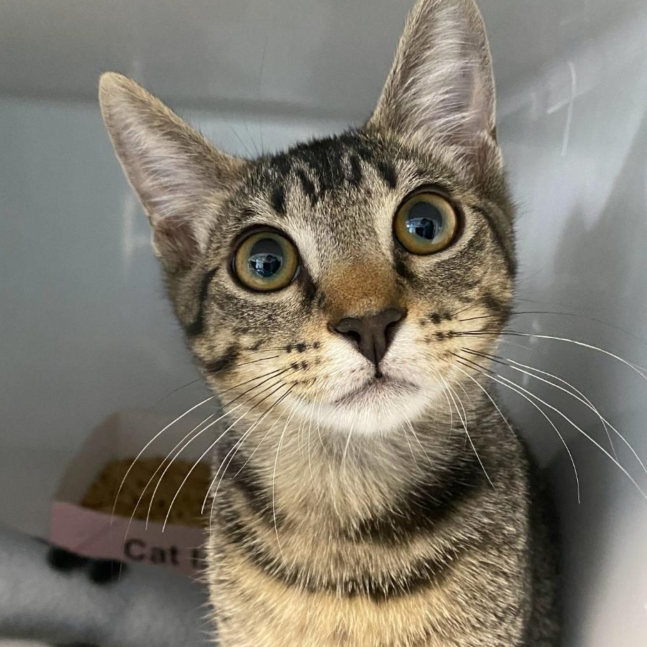 Sparticus, Young Male Domestic Short Hair