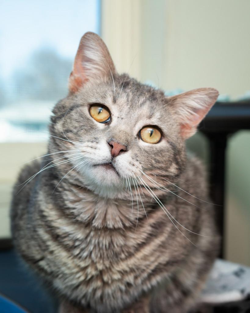 Benson, Adoptable, Young Male Domestic Short Hair.