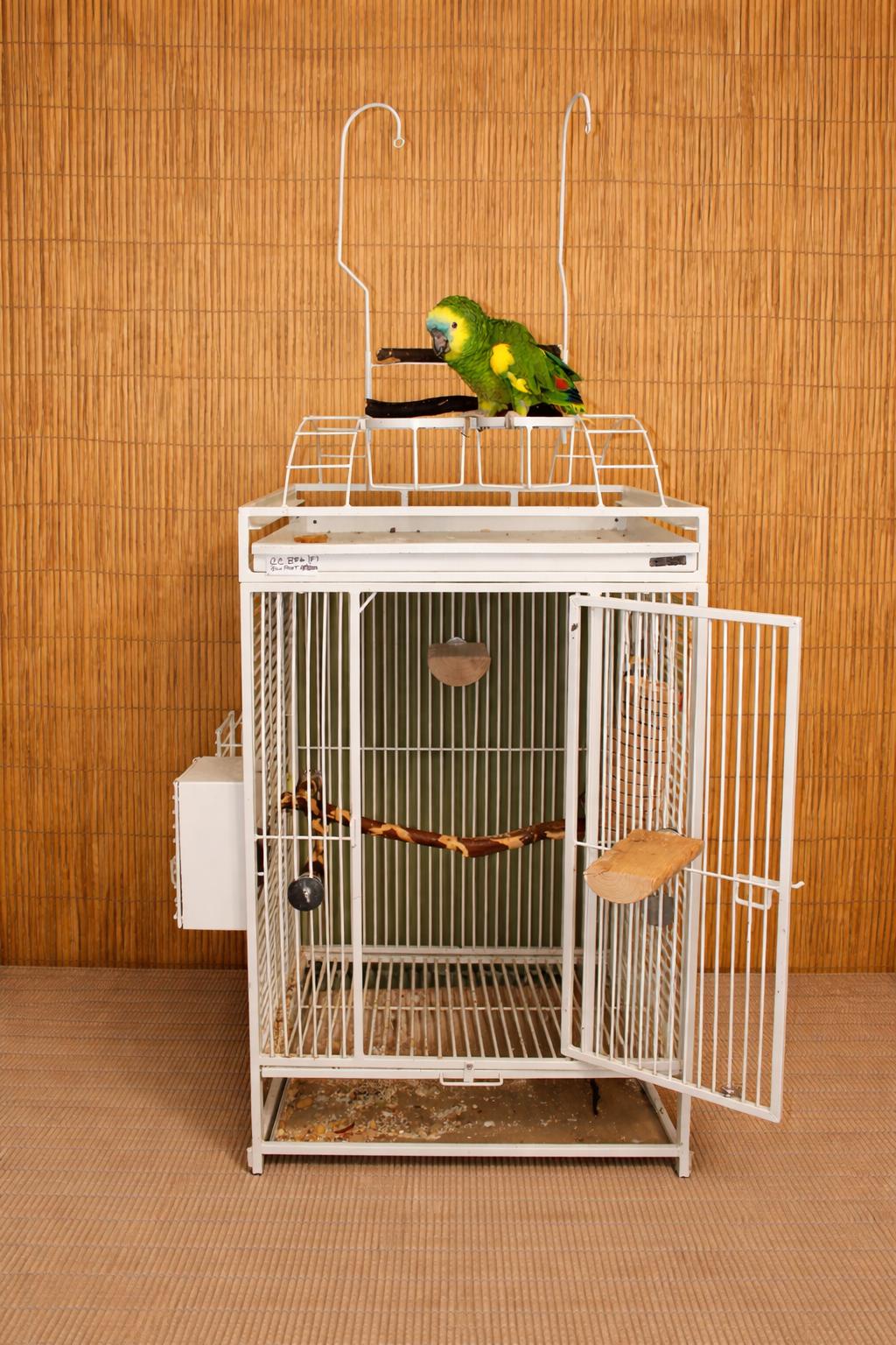 Enlarge CC BFA 	YO M Prefers Men , a ADOPTABLE Amazon in Vancouver, WA image 4/5