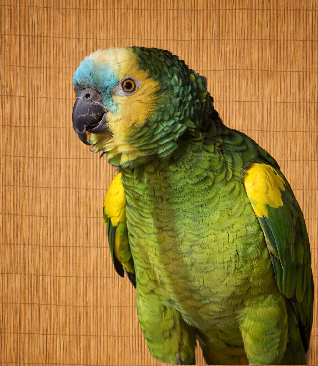 CC BFA 	YO M Prefers Men , ADOPTABLE, Adult Male Amazon.