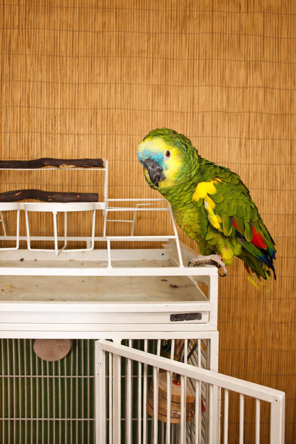 Enlarge CC BFA 	YO M Prefers Men , a ADOPTABLE Amazon in Vancouver, WA image 2/5