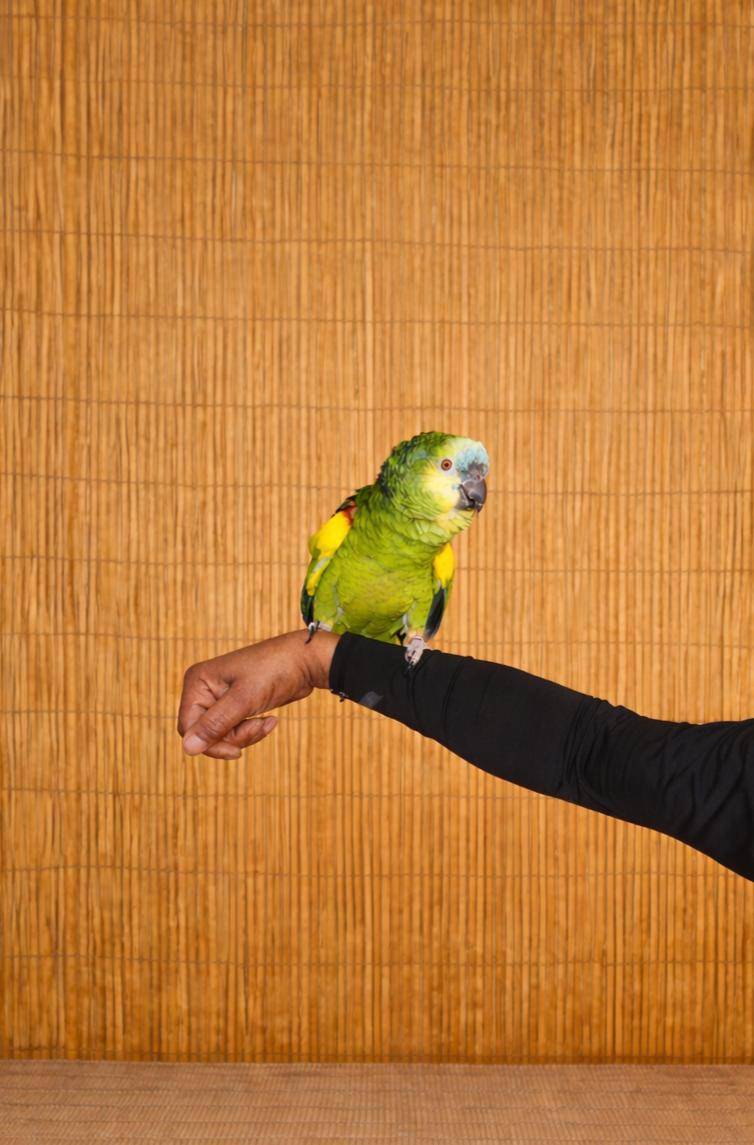 Enlarge CC BFA 	YO M Prefers Men , a ADOPTABLE Amazon in Vancouver, WA image 5/5