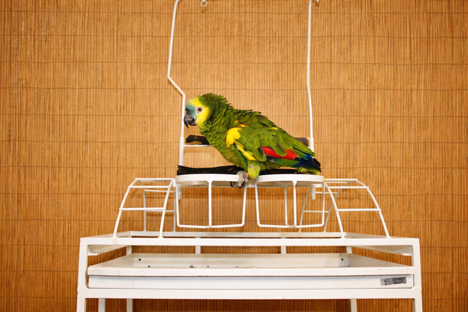 Enlarge CC BFA 	YO M Prefers Men , a ADOPTABLE Amazon in Vancouver, WA image 3/5