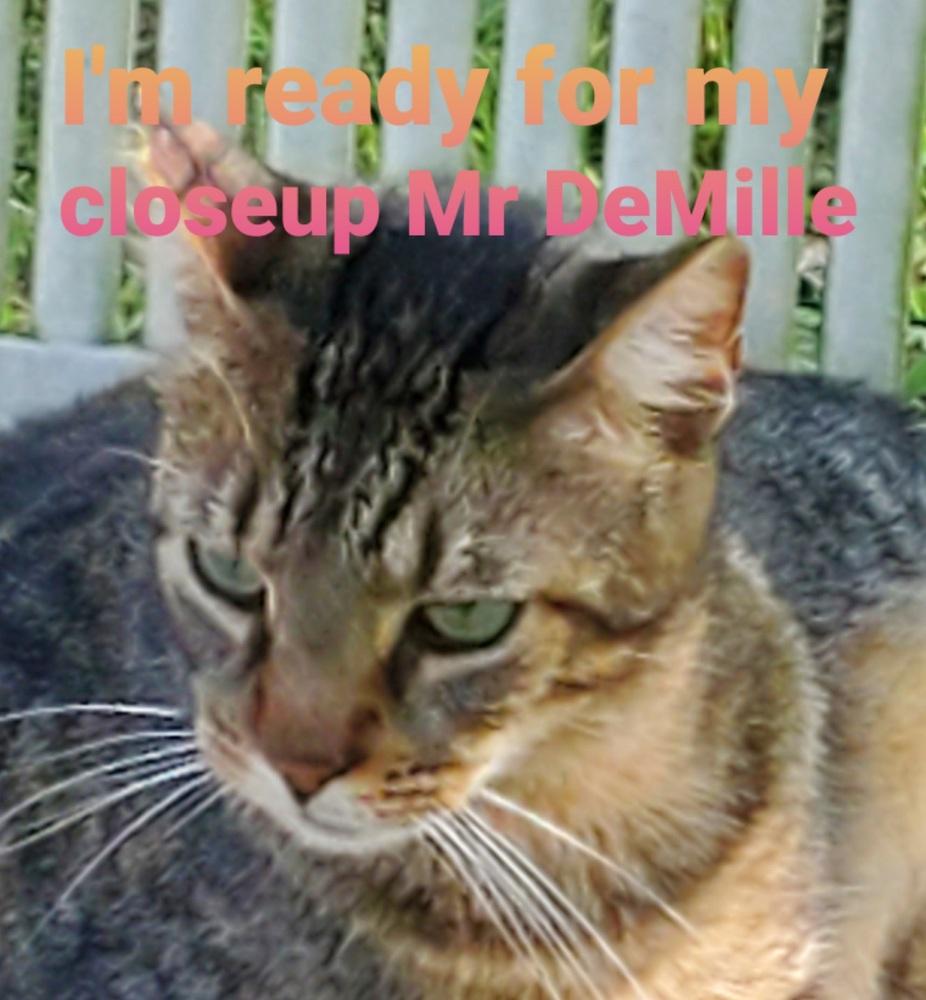 Squeeky, Adoptable, Adult Male Domestic Short Hair.