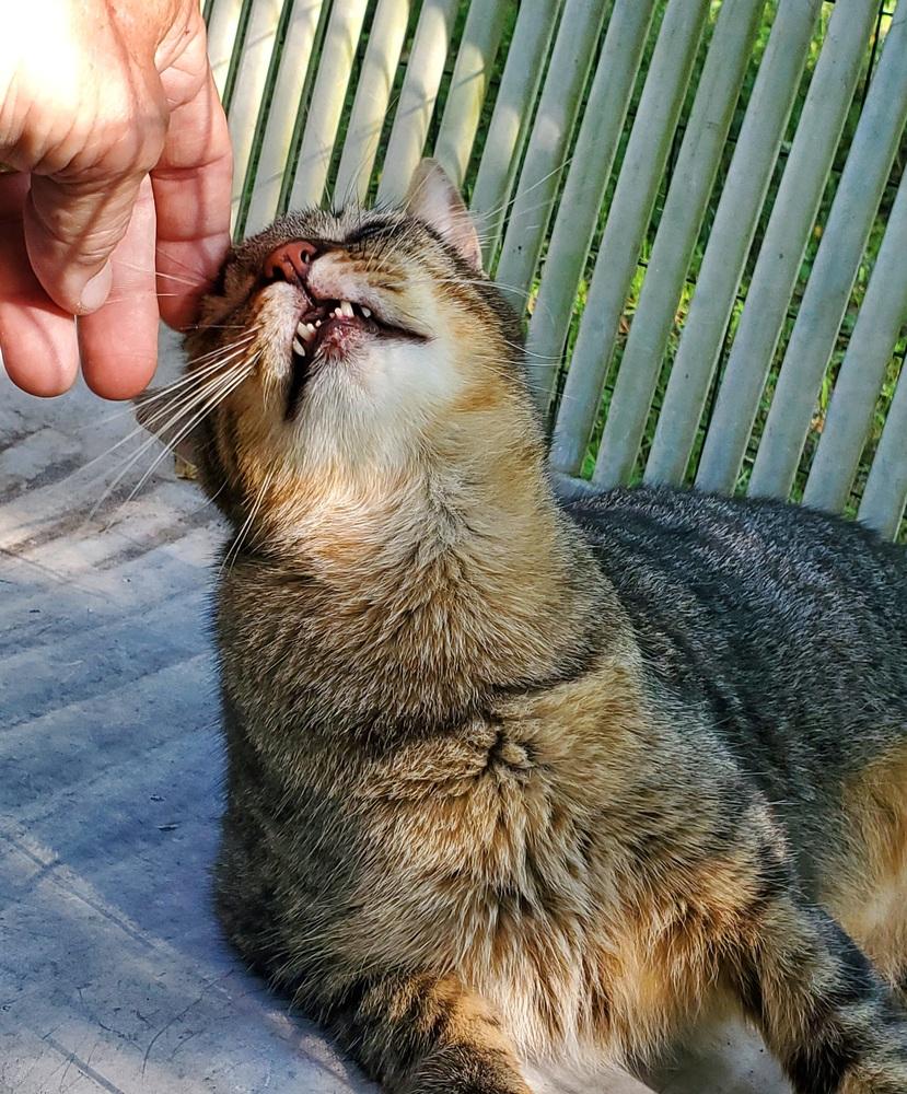 Squeeky, a Adoptable Domestic Short Hair image 2/3