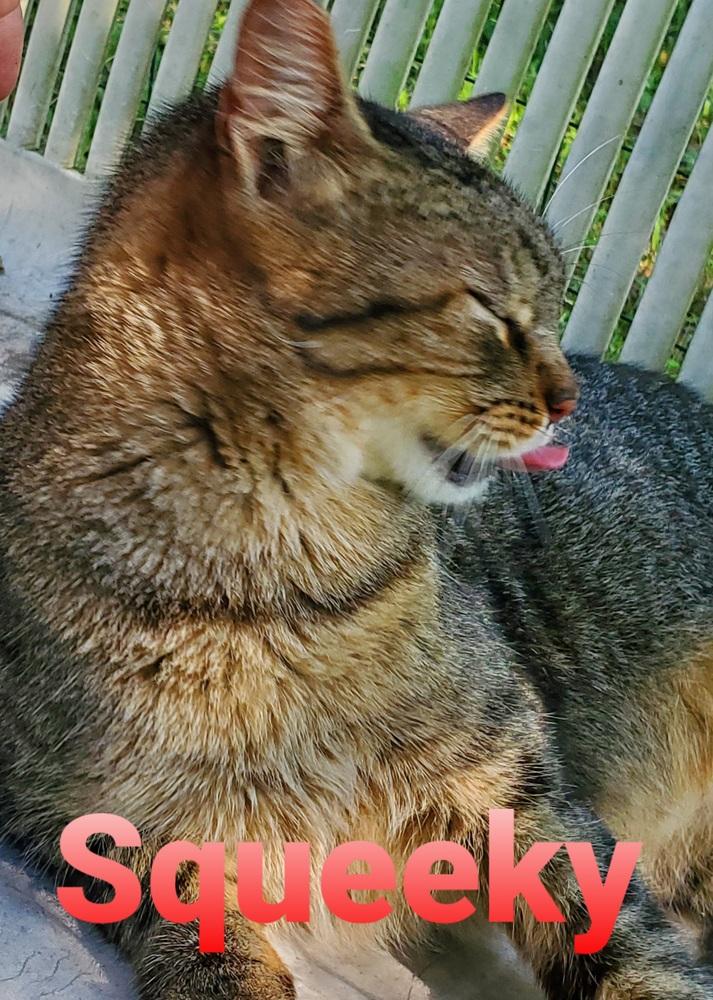 Squeeky, a Adoptable Domestic Short Hair image 3/3
