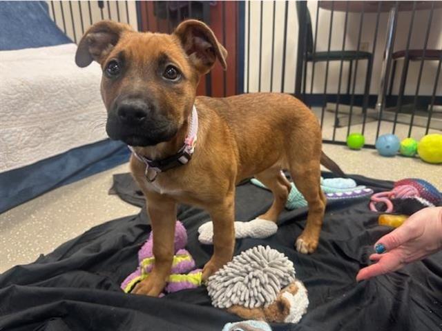 RAINBOW BRITE, Adoptable, Puppy Female German Shepherd Dog & Mixed Breed.