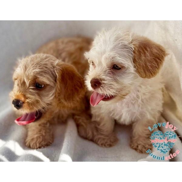 Enlarge Honey Litter, a Adopted mixed breed in Inglewood, CA image 2/2